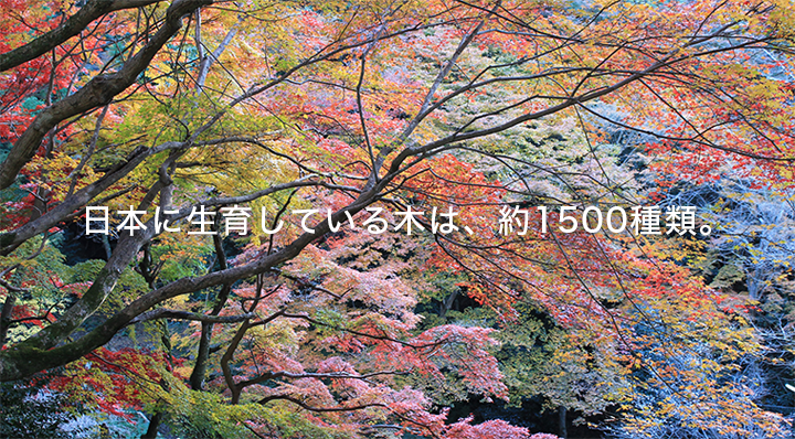 日本に生育している木は、約1500種類。
