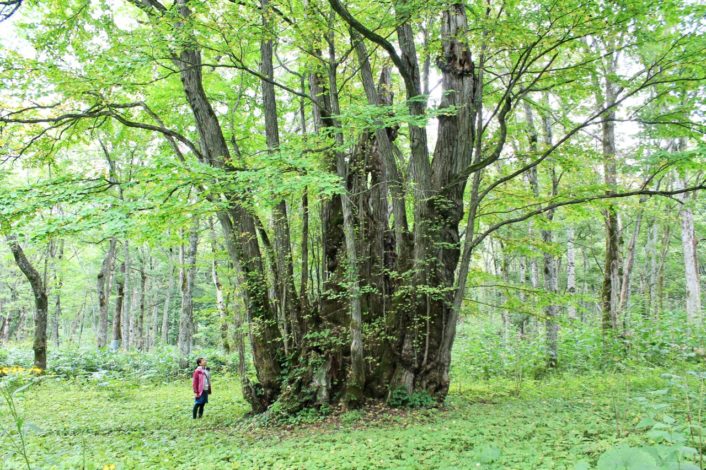 forest forest 、投稿600回を超えました。