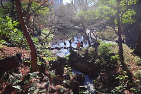 今週の forest forest