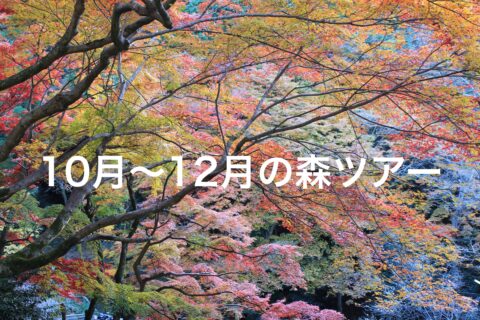 森ツアー