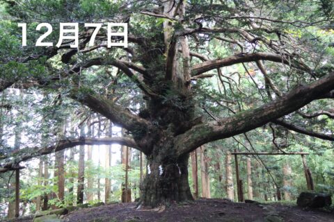 森のサロン