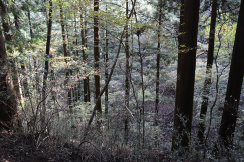 今週のforest