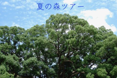 森ツアー