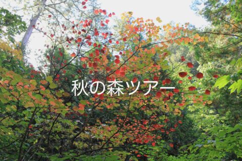 森ツアー