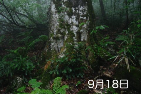 森のサロン