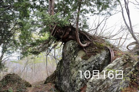 森のサロン