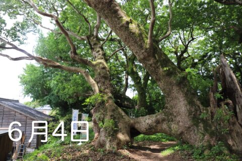 森のサロン