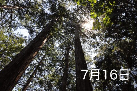 森のサロン