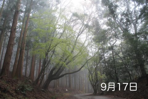 森のサロン